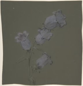 Spray de Sinos de Canterbury de Antoine Berjon
