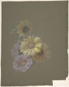 Margaridas Amarelas e Rosa Rosa Selvagem