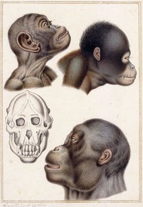 Crânio de um Pongo de Antoine Charles Vauthier
