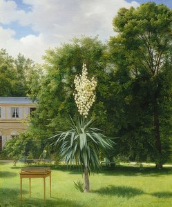Uma palmeira da mandioca no parque de Neuilly. 1845