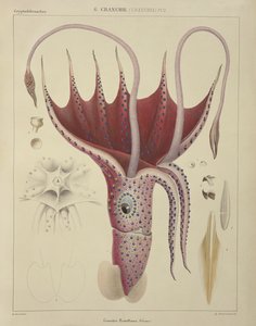 Lula, Pl. 2 de "História Natural Geral e Particular de Cefalópodes Acetabulosos", pub. por Ferussac e D&39;Orbigny, Paris, 1835-48,