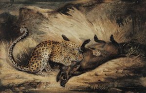 Leopard come um javali.