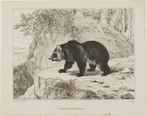 Urso do Mississippi de Antoine Louis Barye