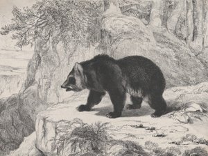 Urso do Mississippi, 1836. de Antoine Louis Barye