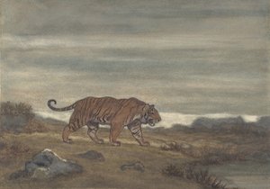 Piscina de aproximação do tigre, 1810-75.