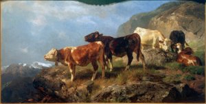 Bovinos nas altas montanhas
