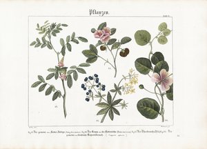 Plantas tintureiras e Caper Bush