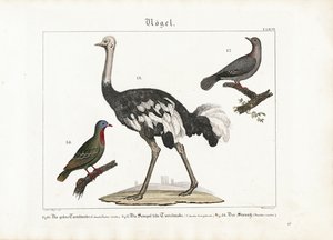 Pombo verde, pomba risonha e avestruz africana