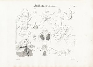 Anatomia dos insectos