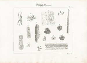 Anatomia vegetal (Fitotomia)