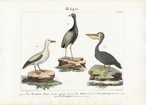Trompetista, albatroz e pelicano