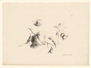 Damascos e morangos
Flores e frutos (título da série)