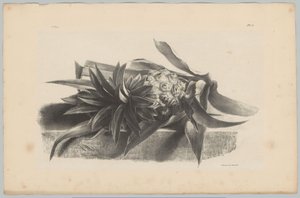 Abacaxi
Estudos de Flores e Frutos (...) 3ª prestação (título da série) de Anton Weiss