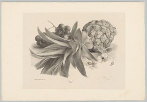 Ananases e uvas
Estudos de Flores e Frutos (...) 10ª prestação (título da série) de Anton Weiss