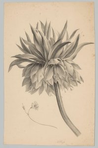Flor no caule
Estudos de Flores e Frutos (...) 3º episódio (título da série) de Anton Weiss
