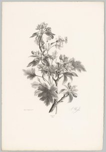 Flores no galho Estudos de Flores e Frutos (...) 10º episódio (título da série) de Anton Weiss