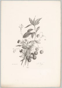 Flores, morangos e cerejas
Flor e Fruta Studien (...) 10ª prestação (título da série)
