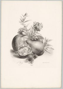 Flores, maçãs, peras, romãs e amoras silvestres
Estudos de Flores e Frutos (...) 10ª prestação (título da série)