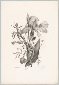 Várias flores Estudos de Flores e Frutos (...) 10º episódio (título da série) de Anton Weiss