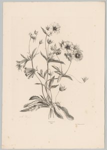 Várias flores Estudos de Flores e Frutos (...) 10º episódio (título da série) de Anton Weiss
