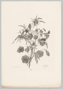 Flores diversas
Flor e Fruta Studien (...) 10ª edição (título da série) de Anton Weiss