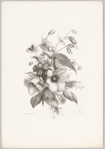 Flores diversas
Flor e Fruta Studien (...) 10ª edição (título da série) de Anton Weiss