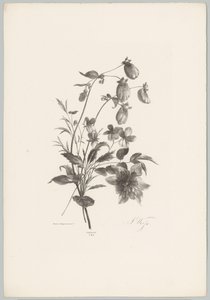 Flores diversas
Flor e Fruta Studien (...) 10ª edição (título da série) de Anton Weiss