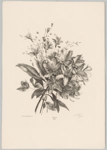 Lírios
Flor e Fruta Studien (...) 10ª prestação (título da série)