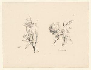 Rosas e outras flores
Flores e frutos (título da série) de Anton Weiss