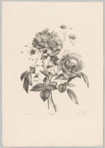 Rosa e flor de cravo
Flor e Fruta Studien (...) 10ª prestação (título da série) de Anton Weiss