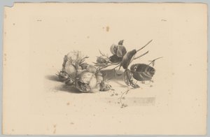 rosas Estudos de Flores e Frutos (...) 3º episódio (título da série) de Anton Weiss