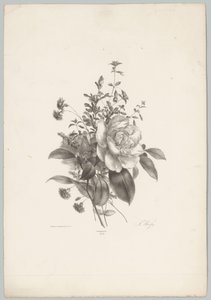 Rosas, cravos e fúcsia Estudos de Flores e Frutos (...) 10º episódio (título da série) de Anton Weiss