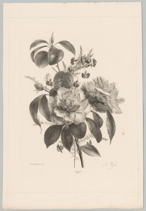 Rosas e outras flores Estudos de Flores e Frutos (...) 10º episódio (título da série) de Anton Weiss