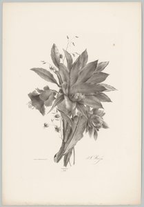 Flores em forma de estrela e sino
Flor e Fruta Studien (...) 10ª edição (título da série) de Anton Weiss