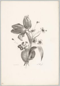 Tulipas e margaridas
Flor e Fruta Studien (...) 10ª prestação (título da série) de Anton Weiss