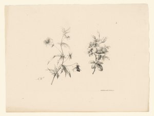 duas flores Flores e frutas (título da série) de Anton Weiss