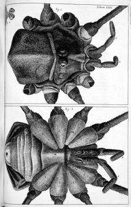 Microscopia de Frederick (attr. to) Barnard