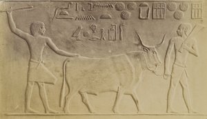 Touro Sagrado em Saqqara de Antonio Beato