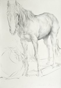 Cavalo em Coolmore, 1990 (carvão sobre papel) de Antonio Ciccone