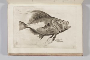 Ilustração da "História dos animais de Aquatilium, o primeiro livro" de Ippolito Saluiani, 1554