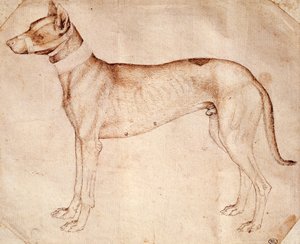 Estudo do cão de caça de Antonio Pisano conhecido como Pisanello (pré-1395- ca 1455), desenho em caneta e tinta marrom de Antonio Pisanello