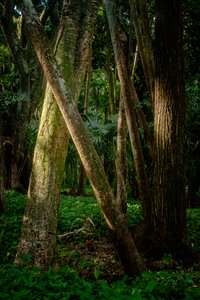 Afernoon, Floresta da Tijuca, Brasil, 2022 (foto)