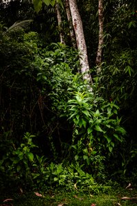 Mantiqueira LII, 2021 (digital photo) de Antonio Schubert