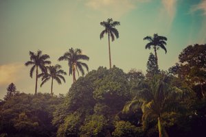 Palmeiras II, 2022 de Antonio Schubert