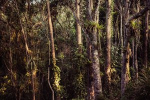 Floresta tropical IV, 2021 (foto) de Antonio Schubert