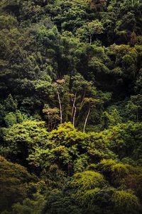 Floresta tropical IX, 2018 (fotografia digital) de Antonio Schubert
