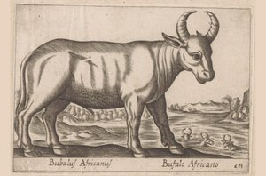 búfalo africano Bubalus Africanus/ Bufalo Africano (título no objeto) Animais e criaturas míticas (título da série) Nova raccolta de li animali piu curiosi del mondo (título da série) de Antonio Tempesta