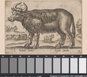 Buffel
L Bubalus Indicus/ I Bufola Dindia (título sobre o objecto)
Dieren en fabelwezens (título da série)
Nova raccolta de li animali più curiosi del mondo (título da série) de Antonio Tempesta