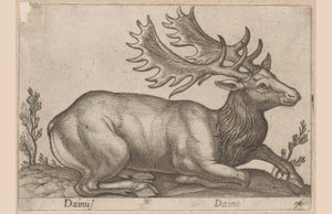 Damhert
Dainus/ Daino (título sobre o objecto)
Dieren en fabelwezens (título da série)
Nova raccolta de li animali più curiosi del mondo (título da série) de Antonio Tempesta