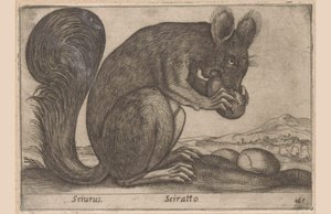 Ekhorn Sciurus/ Sciratto (título no objeto) Dieren en fabelwezens (título da série) Novo animal curioso do mundo (título da série) de Antonio Tempesta